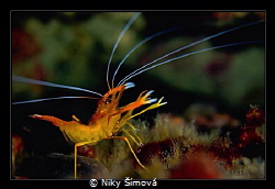 Stenopus spinosus by Niky Šímová 